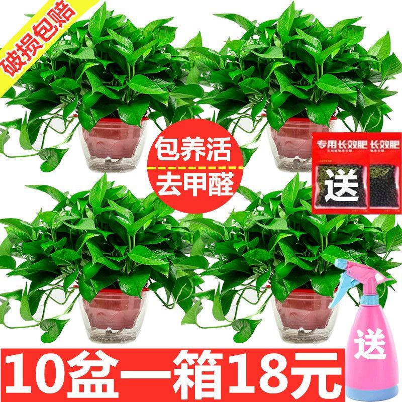 绿萝盆栽花卉植物室内吸除甲醛绿萝长藤垂吊水培好养盆景大叶绿箩