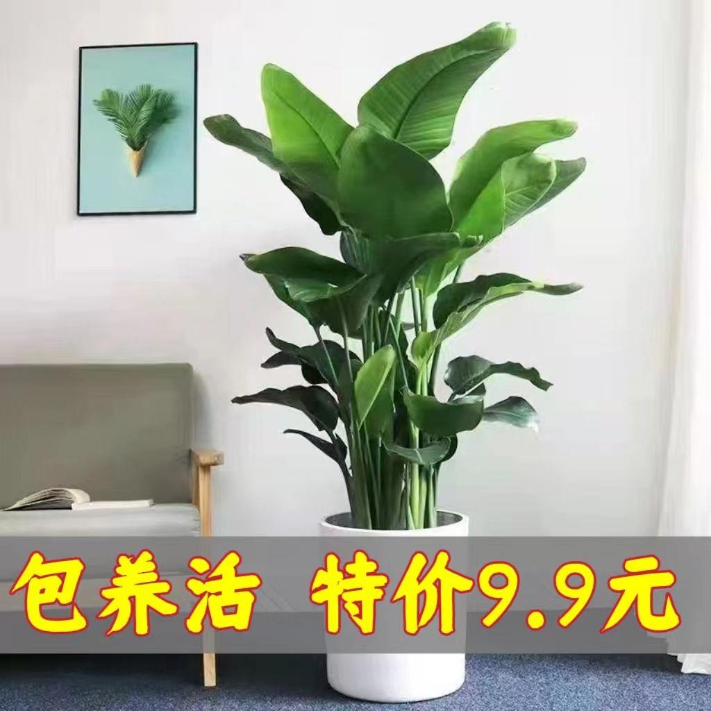 天堂鸟鹤望兰四季长青绿植花卉室内客厅卧室四季好养好活盆栽花卉