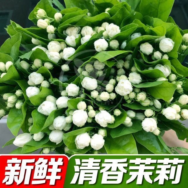 云南直发新鲜茉莉花鲜花花束插花水养花真花带花苞现摘玫瑰花组合