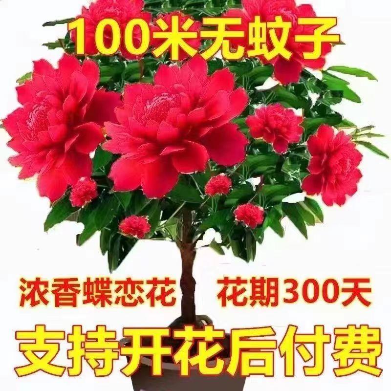 [带花苞]千里香花卉大全驱蚊绿植盆栽耐寒高温室外绿植室内南北养