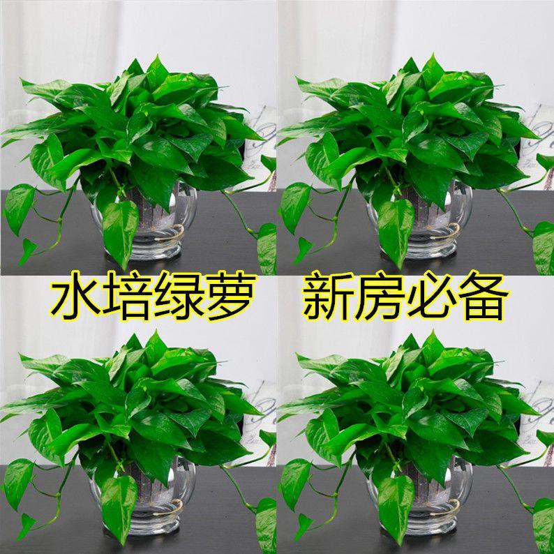 水培绿萝盆栽室内植物吸甲醛净化空气客厅水养绿植    新房必备