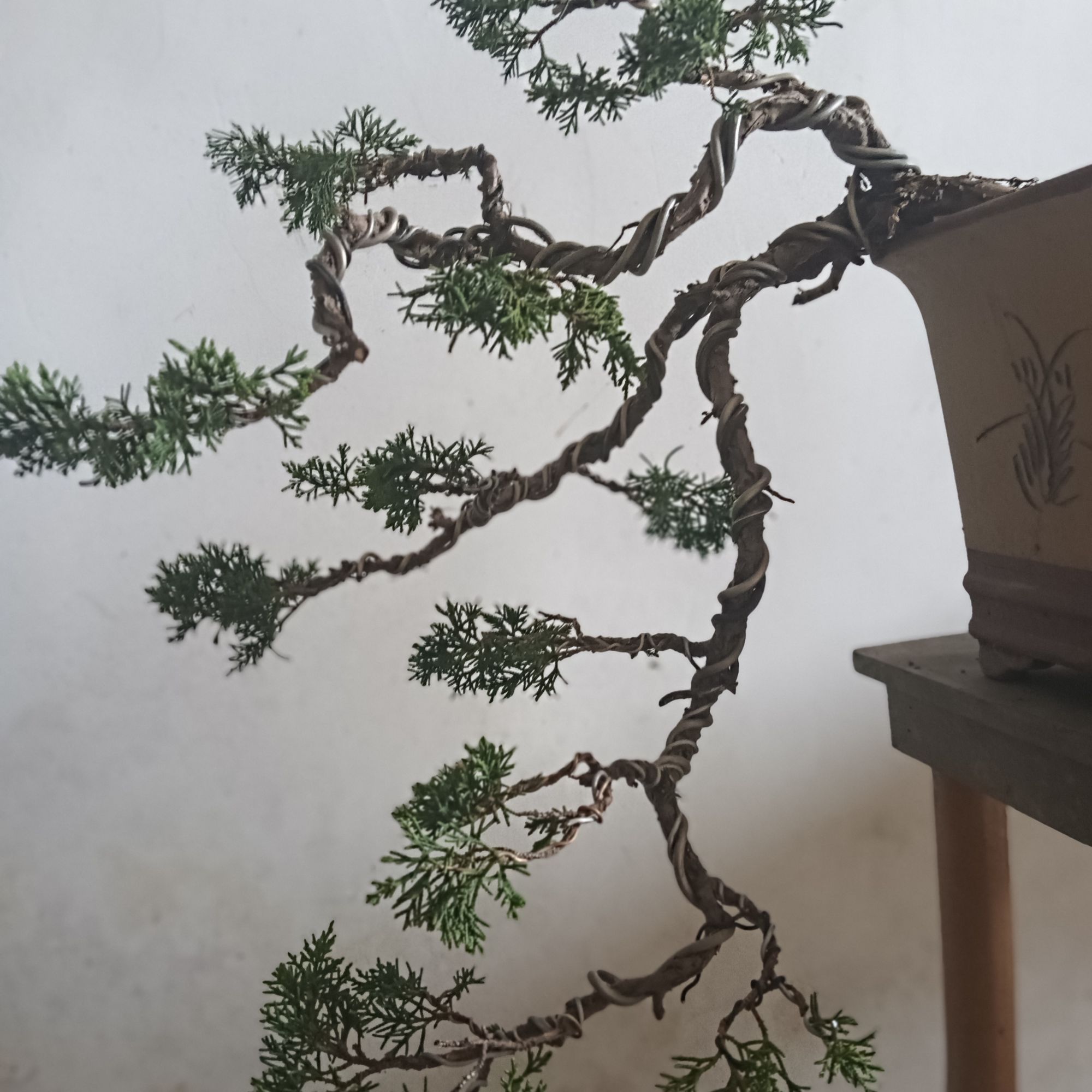 老鸦柿盆景一物一拍