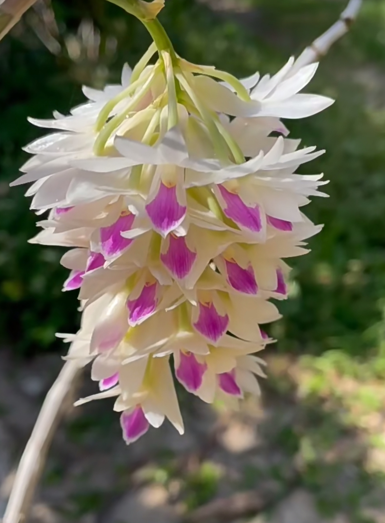 菲律宾原种石斛兰，稀有品种 紫晶舌石斛