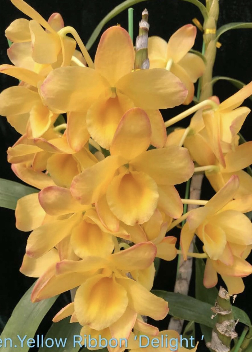 春石斛黄丝带  大喜  高端稀有春石斛