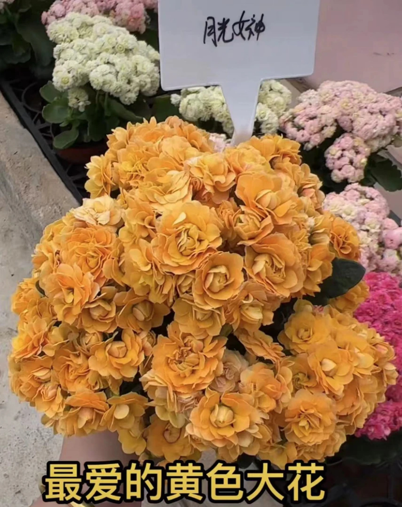 长寿花【月光女神 11cm盆】重瓣花