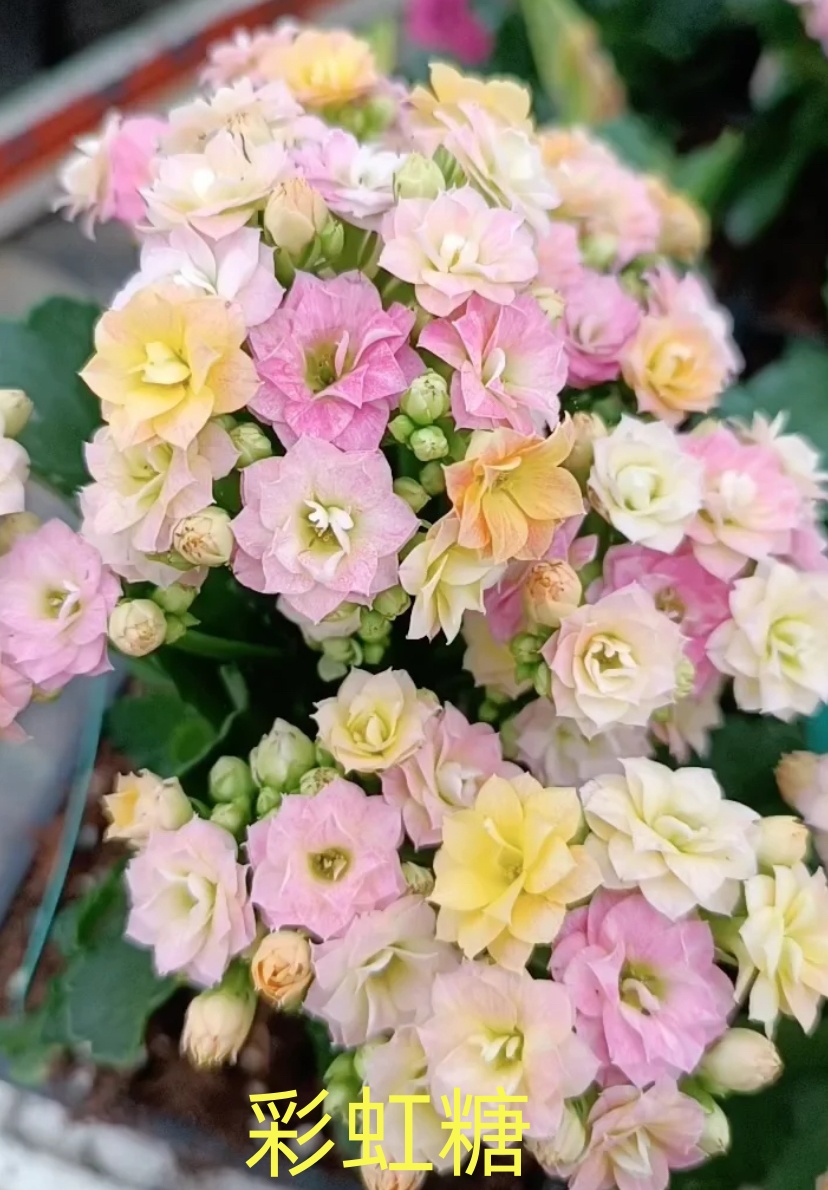 长寿花【彩虹糖】110盆精美盆栽