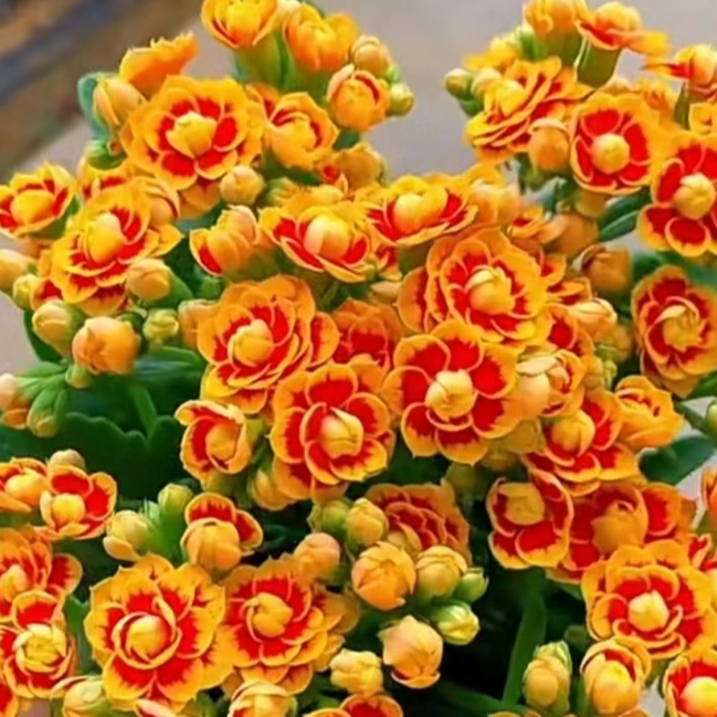 长寿花【金丝雀】110重瓣花