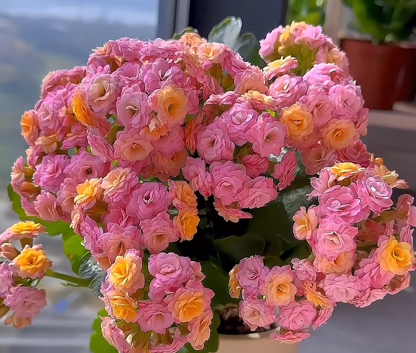 长寿花【劳瑞拉】110精美阳台多季开花盆栽