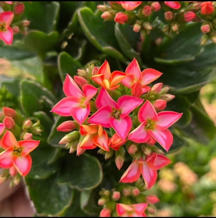 长寿花【美丽心情】110规格单瓣花