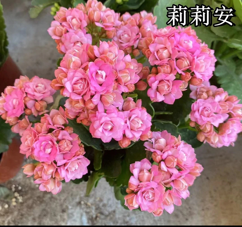 长寿花【莉莉安】80小盆粉色室内盆栽
