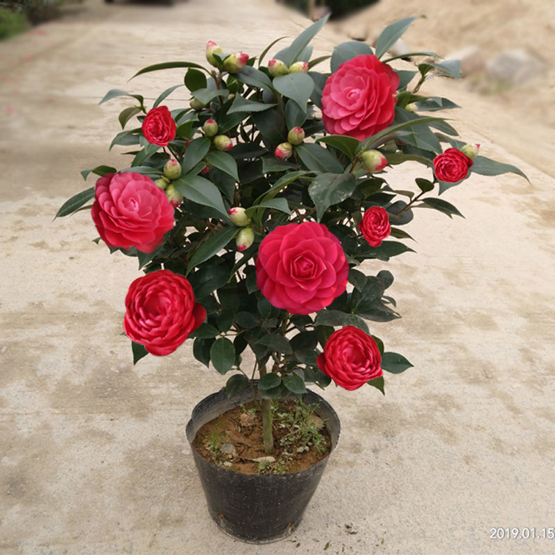 福建茶花（6年苗）六角大红红赤丹年宵花卉四季常青