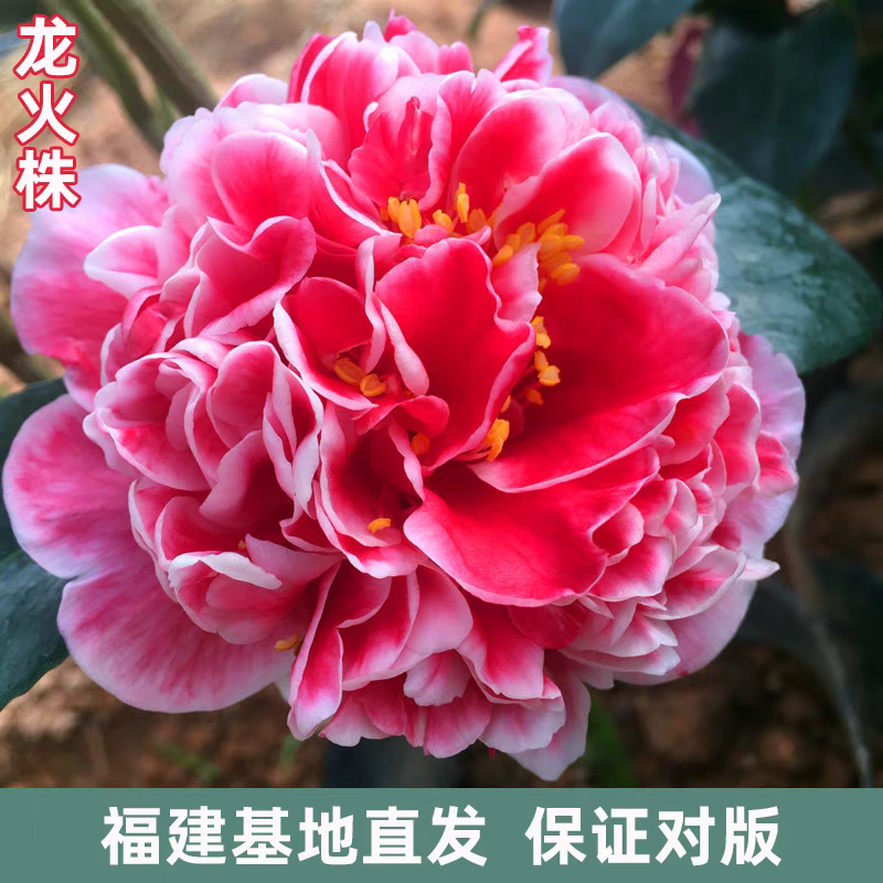 龙火珠茶花盆栽带花苞室内好养耐寒四季常青稀有品种