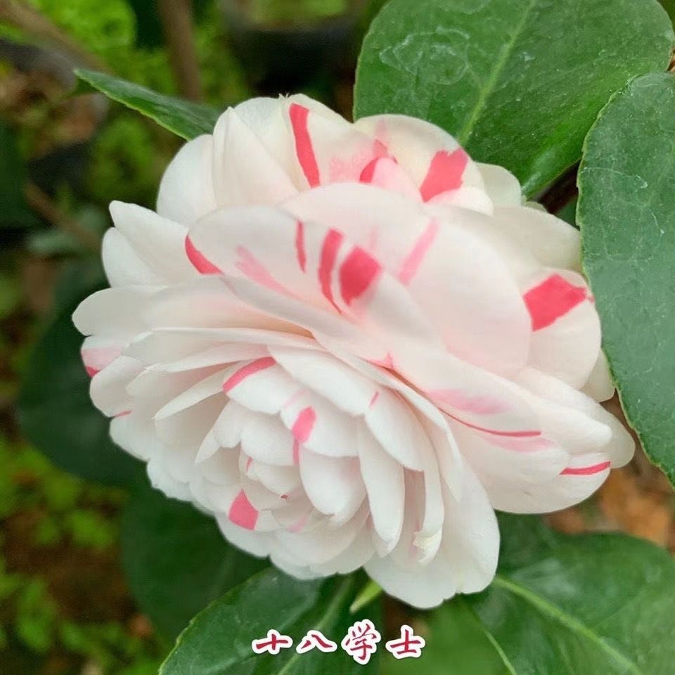 《十八学士6年苗》名贵山茶花盆栽花卉阳台庭院四季常青耐寒花卉