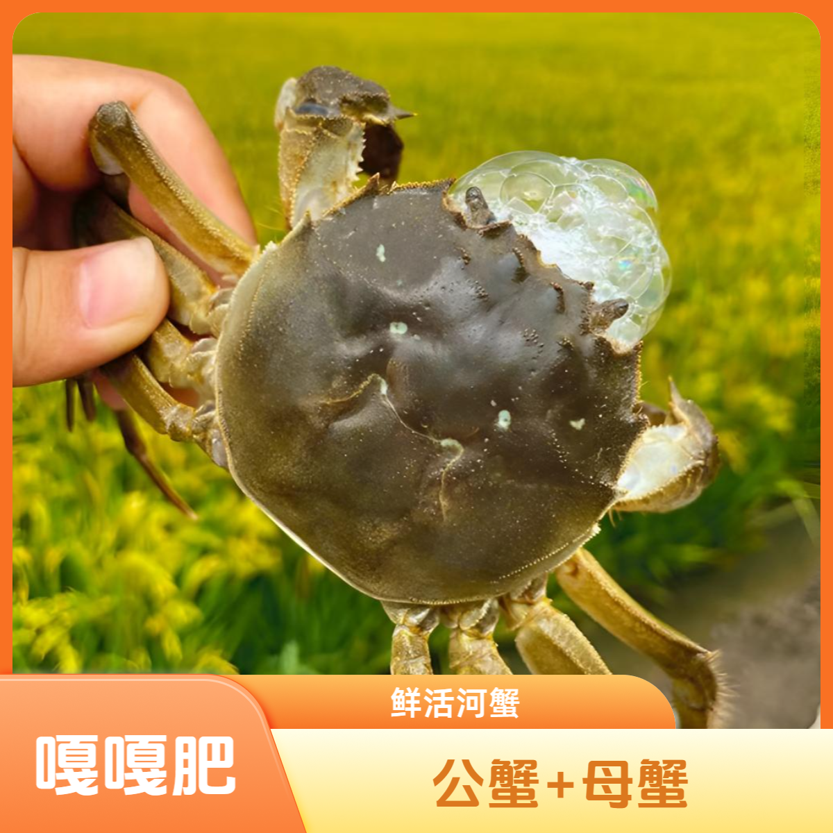 嘎嘎肥河蟹（公2.8-3两/只母2.3-2.5两/只）