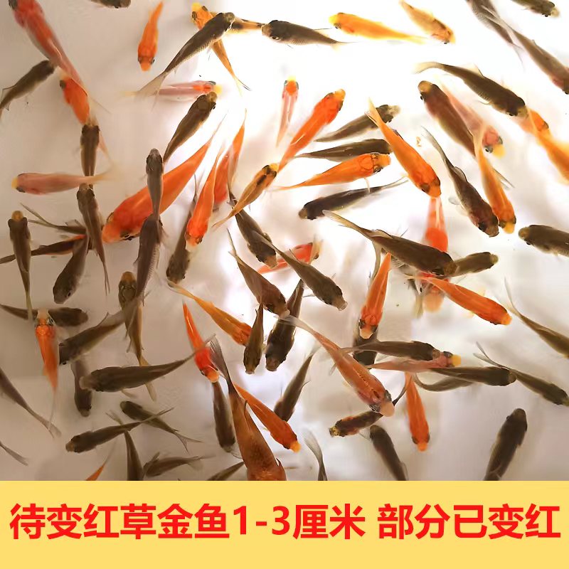 【50条1-3厘米会变色草金鱼】多彩火焰红金鱼渔场直发冷水鱼观赏鱼