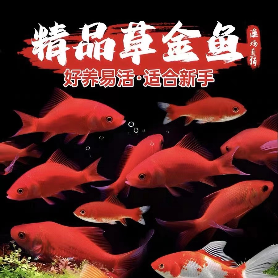 保底39条 3-6公分草金好养耐活冷水观赏鱼颜色混搭