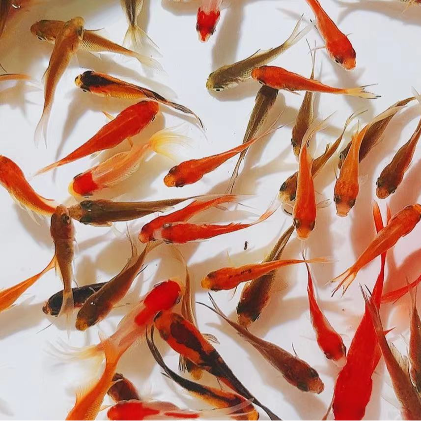 【100条1-3厘米会变色草金鱼】多彩火焰红金鱼渔场直发冷水鱼观赏鱼