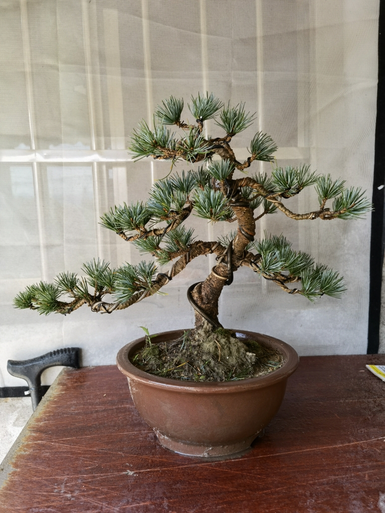 精品五针松大坂松罗汉松黑松