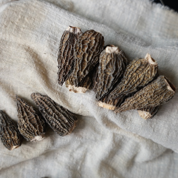 2-4公分宝宝菇羊肚菌  煲汤很鲜 蒸蛋煲粥做辅食