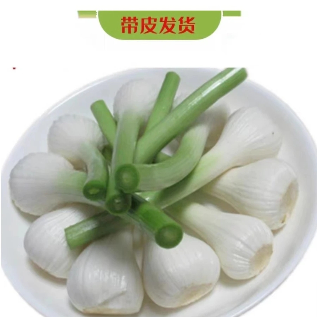 东北特产新鲜白皮大蒜鲜嫩爽口包邮精选清脆饱满美味精选优质 