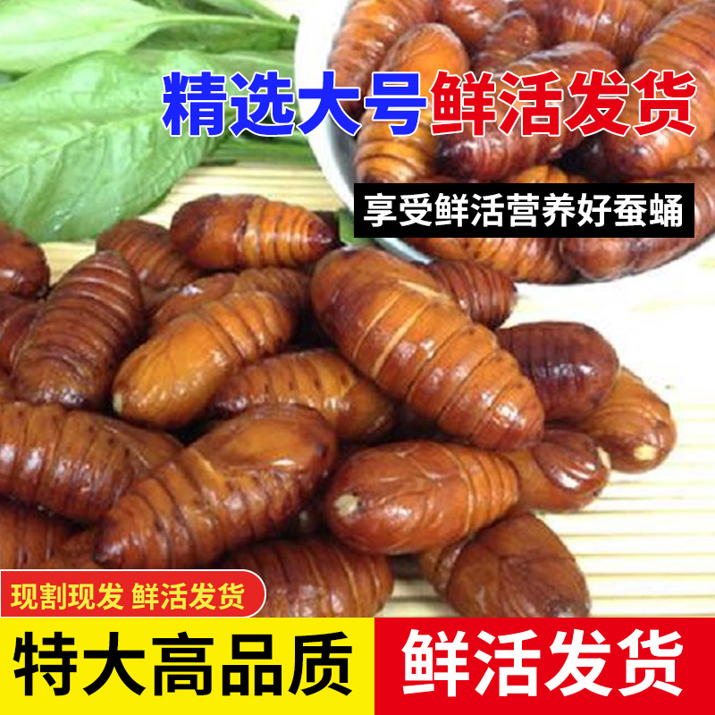 东北特产蚕蛹大黄蛹二黄蛹大黑蛹东北特色新鲜美食每单1斤2斤包邮