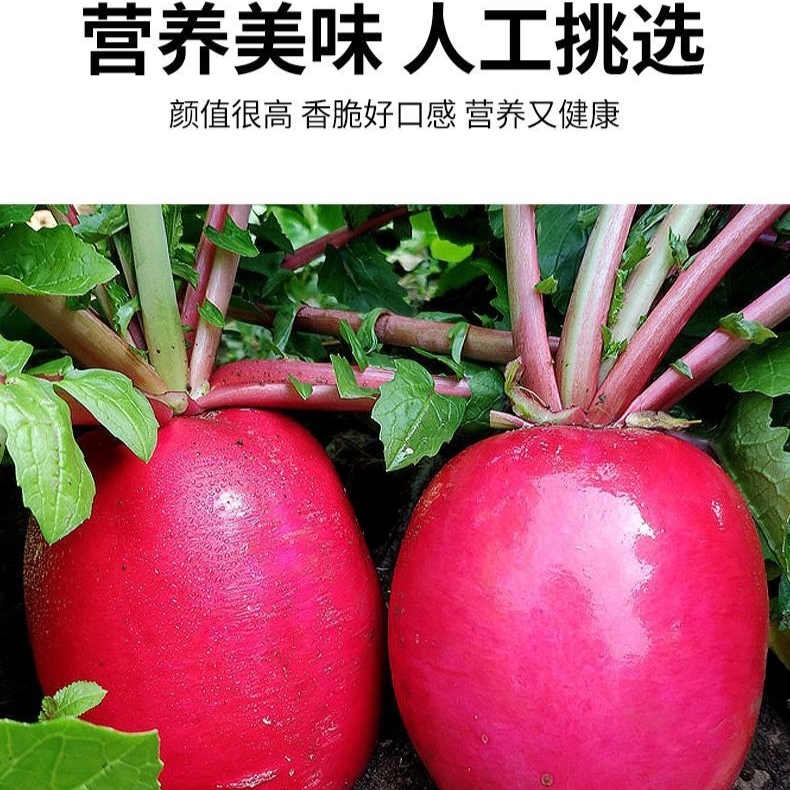 东北特产大红罗卜圆罗卜清脆可口软糯入味营养健康包邮