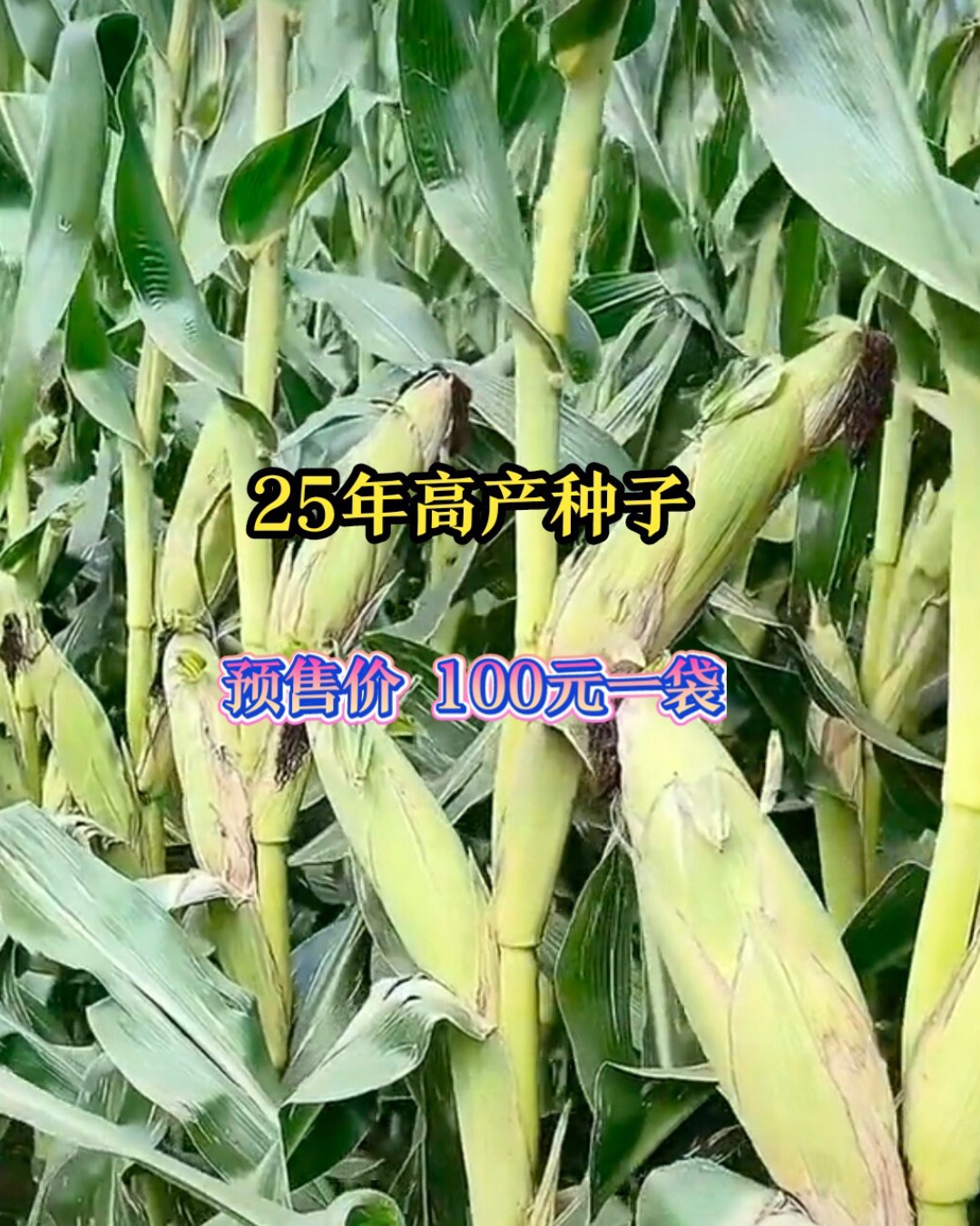 绿植（高产品种）静