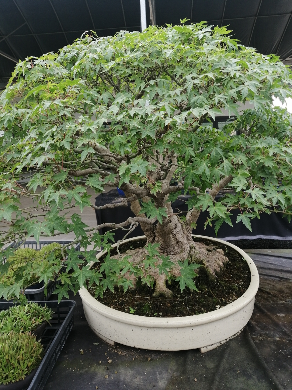 枫林盆景一物一拍
