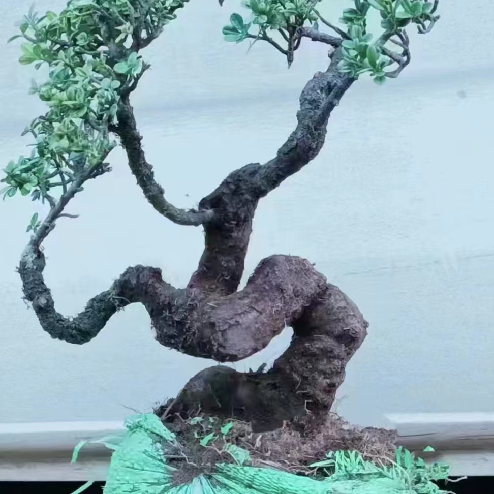 杜娟  铁马鞭  一物一拍链接
