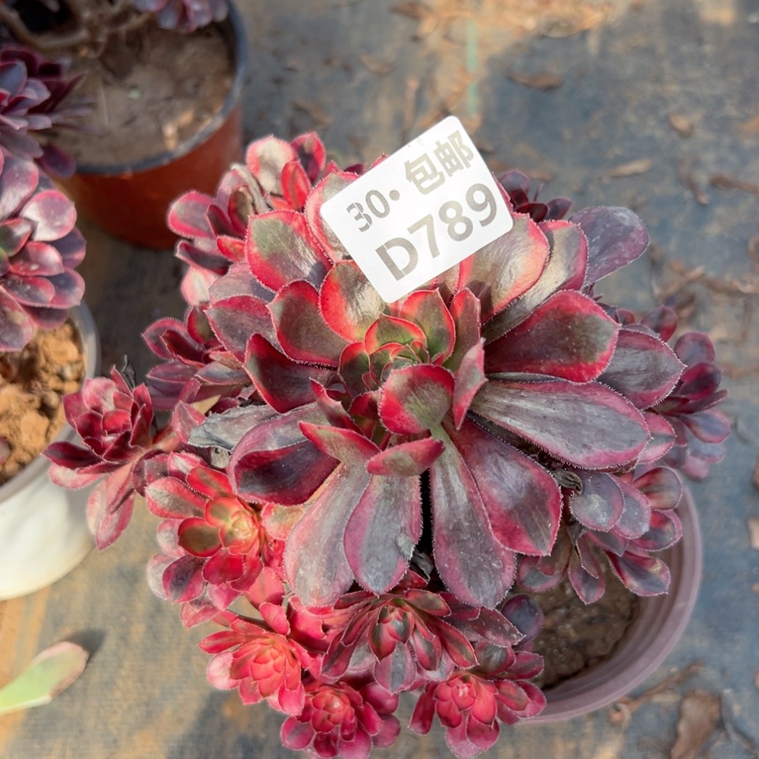 789 多肉法师侧枝不包