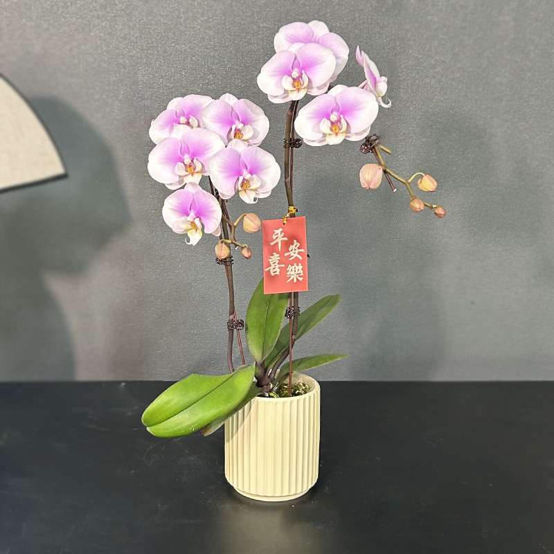 蝴蝶兰【粉蝶】带花带盆组好发货 客厅 庭院 别墅 乔迁 年宵花