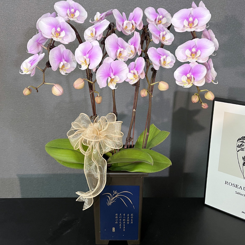 蝴蝶兰【粉蝶】带花带盆组好室内花卉盆栽客厅庭院别墅年宵花乔迁
