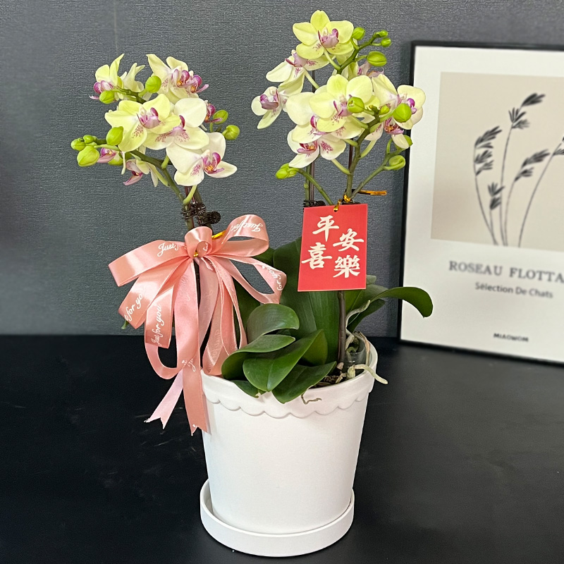 蝴蝶兰【绿熊】带花带盆组好发货送蝴蝶结 乔迁 别墅 餐桌 开业