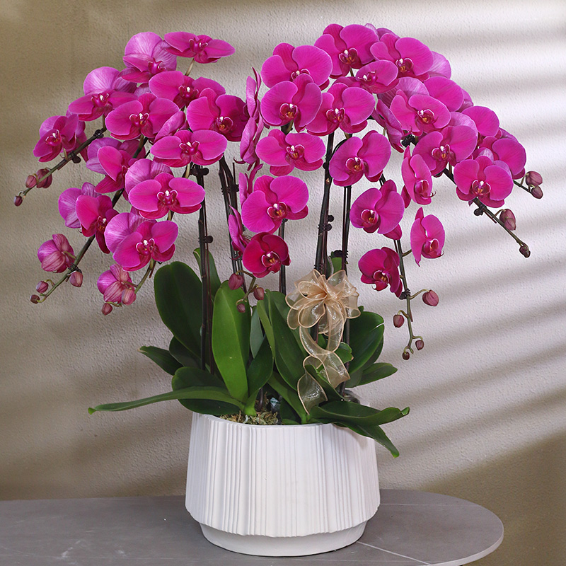 蝴蝶兰【大辣椒】带花带盆组好伴手礼送礼婚礼客厅装饰