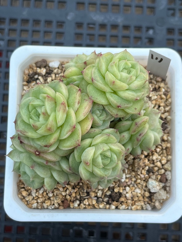 111号麦秆群生多肉