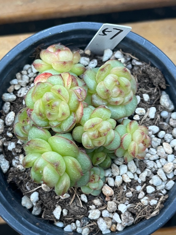 灯泡珍妮群生多肉57号