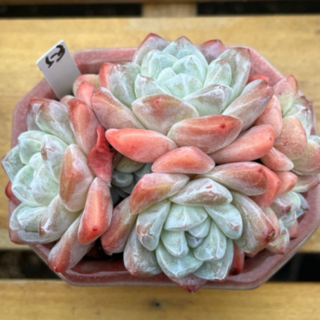 草莓冰玉群生53号多肉