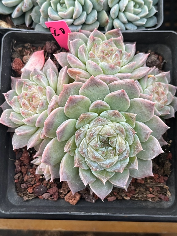 糖心冰魄群生多肉80号