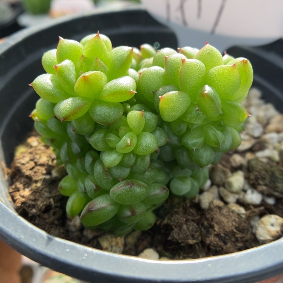 灯泡珍妮缀化可拍9519号