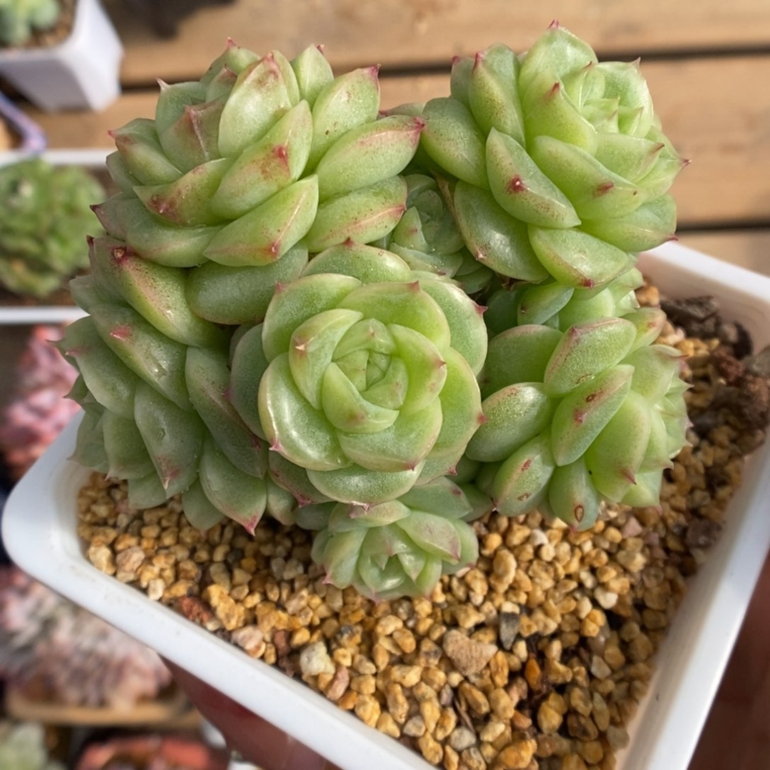 珍妮麦杆群生3669号