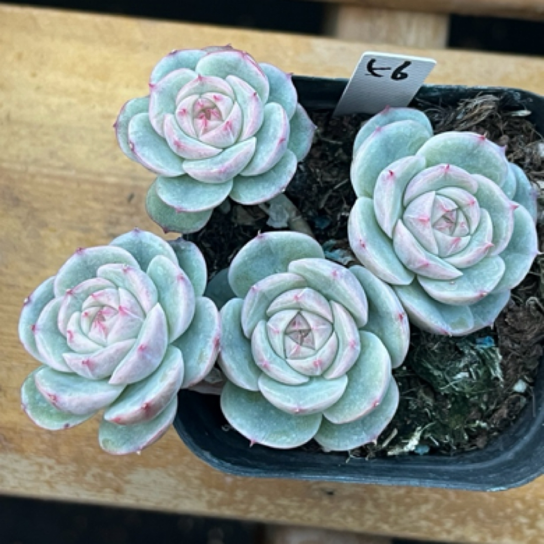 白芷珍妮四头群生56号多肉