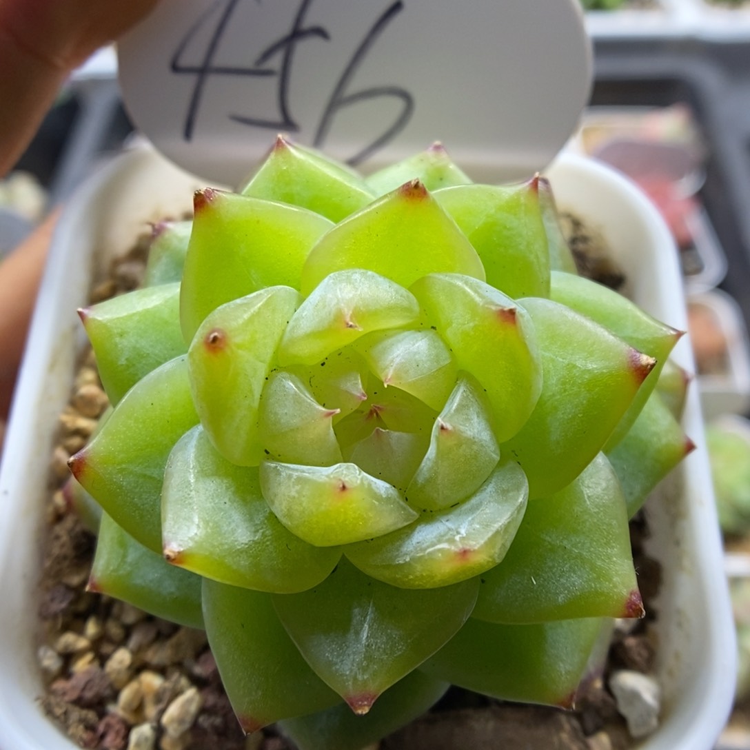 六芒星珍妮可拍456号。