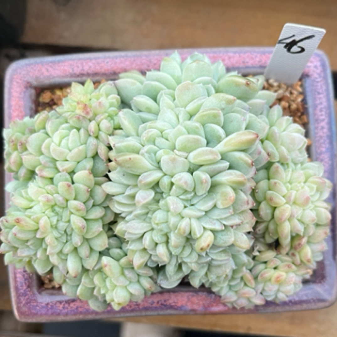奶油美人缀化多肉46号