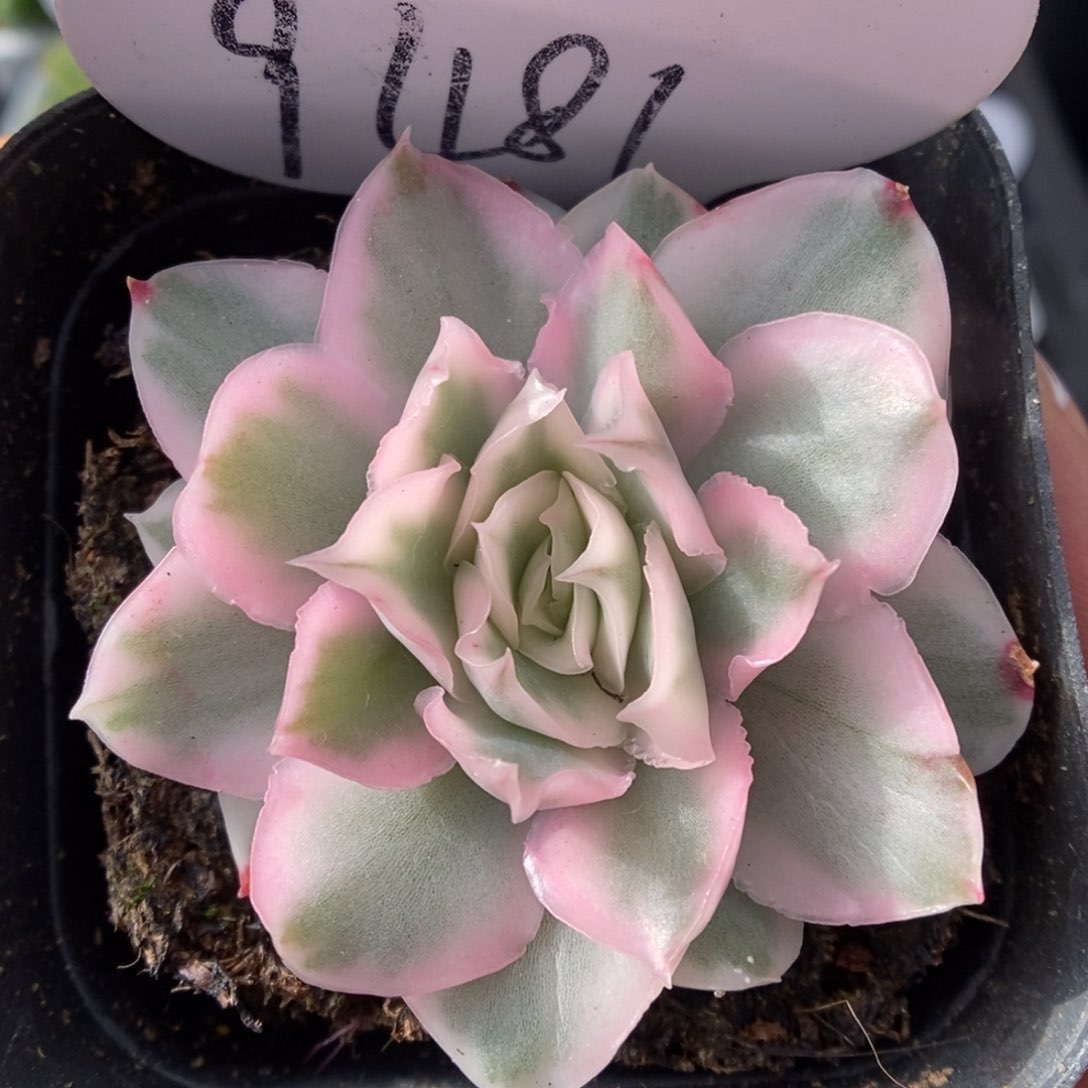 紫蝴蝶锦可拍9481号。