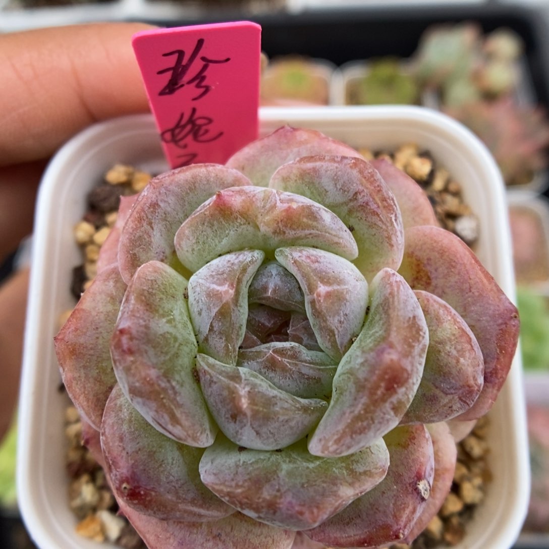 珍妮石化锦可拍。