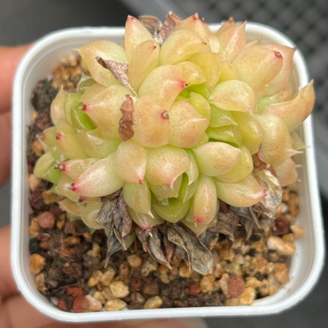 油透珍妮缀化可拍多肉
