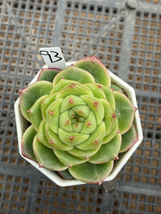 93号油透珍妮多肉