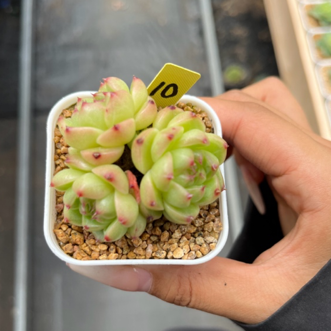 润玉珍妮群生可拍10号多肉