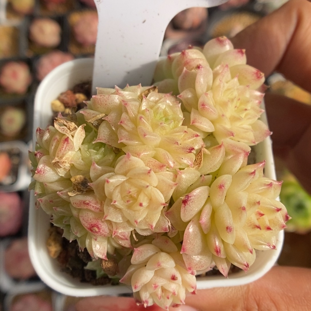 油透麦秆群生9553号