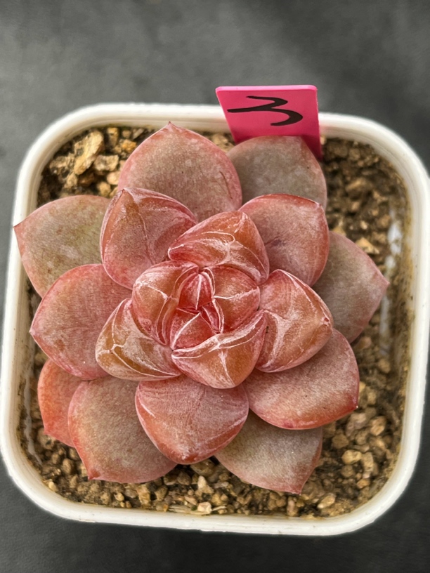 粉钻心珍妮多肉3号